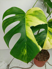 Monstera Aurea Stecklinge