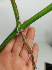Monstera Aurea Stecklinge