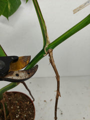Monstera Aurea Stecklinge