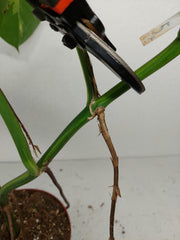 Monstera Aurea Stecklinge