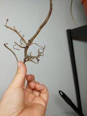 Monstera Aurea Stecklinge