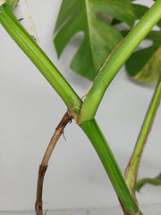 Monstera Aurea Stecklinge