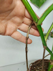 Monstera Aurea Stecklinge