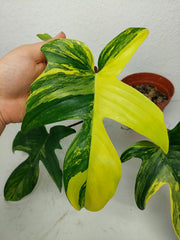 Philodendron Florida Beauty