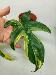 Philodendron Florida Beauty
