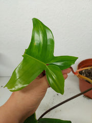 Philodendron Florida Beauty