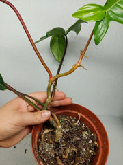 Philodendron Florida Beauty
