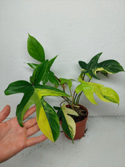 Philodendron Florida Beauty