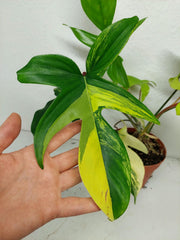 Philodendron Florida Beauty