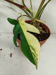 Philodendron Florida Beauty
