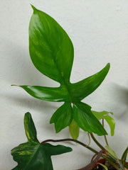 Philodendron Florida Beauty