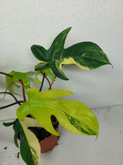 Philodendron Florida Beauty