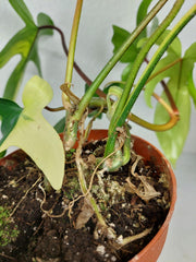 Philodendron Florida Beauty