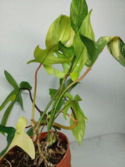 Philodendron Florida Beauty
