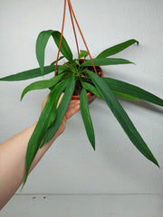 Anthurium Vittarifolium Aurea Variegata groß