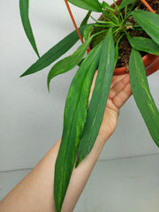 Anthurium Vittarifolium Aurea Variegata groß