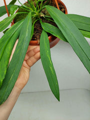 Anthurium Vittarifolium Aurea Variegata groß