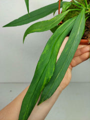 Anthurium Vittarifolium Aurea Variegata groß