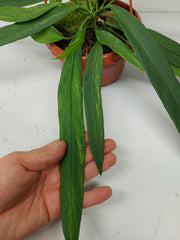 Anthurium Vittarifolium Aurea Variegata groß