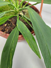 Anthurium Vittarifolium Aurea Variegata groß