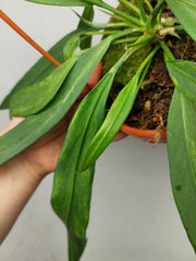 Anthurium Vittarifolium Aurea Variegata groß