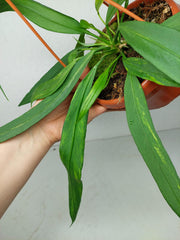 Anthurium Vittarifolium Aurea Variegata groß