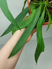 Anthurium Vittarifolium Aurea Variegata groß