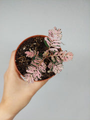 Phyllanthus Urinaria Pink Variegata