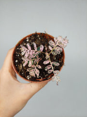 Phyllanthus Urinaria Pink Variegata