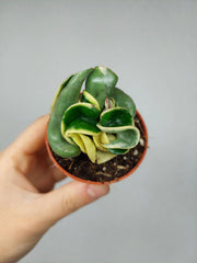 Hoya Compacta Variegata