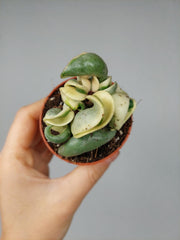 Hoya Compacta Variegata