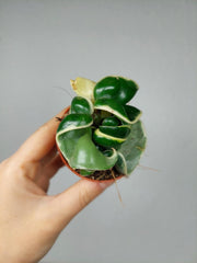 Hoya Compacta Variegata