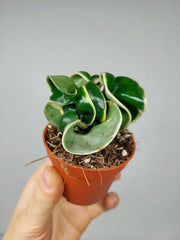 Hoya Compacta Variegata