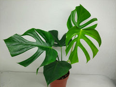 Monstera Sierrana