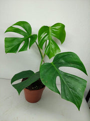 Monstera Sierrana