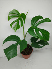 Monstera Sierrana