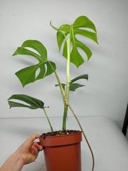 Monstera Sierrana