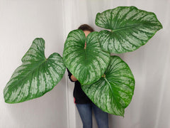 Philodendron Mamei XXL