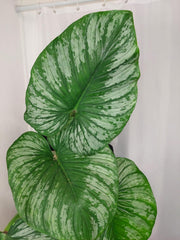 Philodendron Mamei XXL