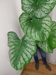 Philodendron Mamei XXL
