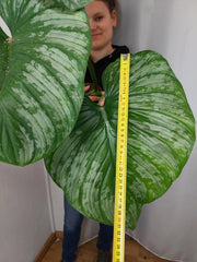 Philodendron Mamei XXL