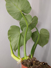 Philodendron Mamei XXL