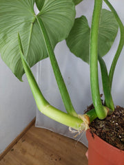 Philodendron Mamei XXL