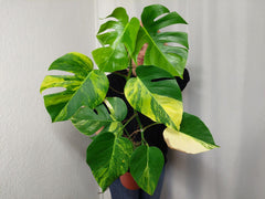Monstera Aurea