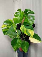 Monstera Aurea