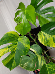 Monstera Aurea