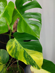 Monstera Aurea