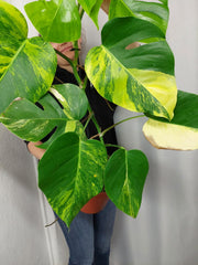 Monstera Aurea