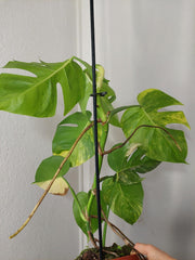 Monstera Aurea