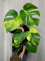 Monstera Aurea